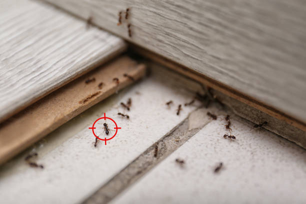Wildlife Control Services in La Quinta, CA