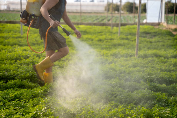 Best Emergency Pest Control  in La Quinta, CA